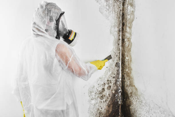 Biohazard Mold Removal